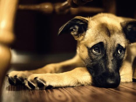 Symptome und Behandlung von Neurosen bei Hunden Zustand eines Hundes mit Schädigung des Zentralnervensystems